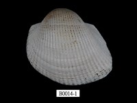 藏品(魁蚶)的圖片